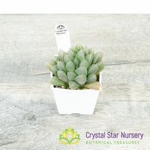Haworthia Obtusa Hybrid (SP008)