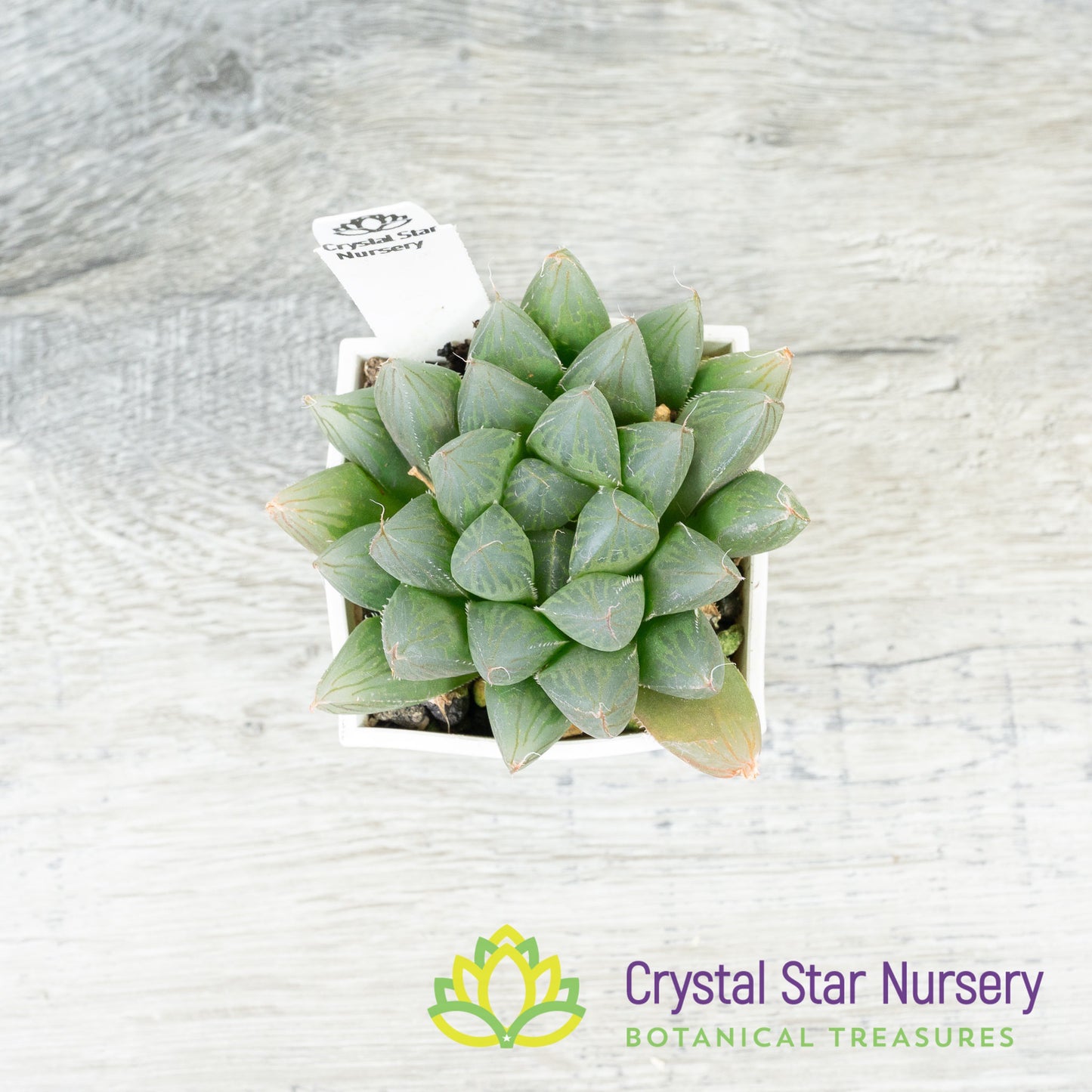 Haworthia Obtusa Hybrid (SP008)