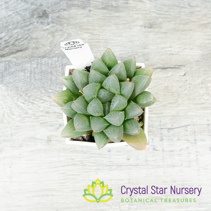 Haworthia Obtusa Hybrid (SP008)