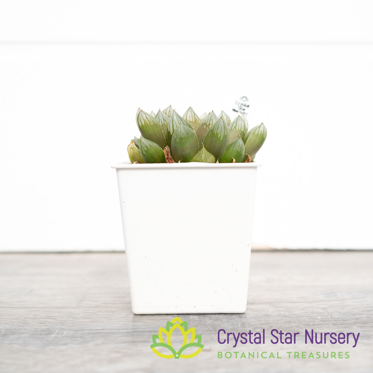 Haworthia Obtusa &#39;Ameeido&#39; (SP010)