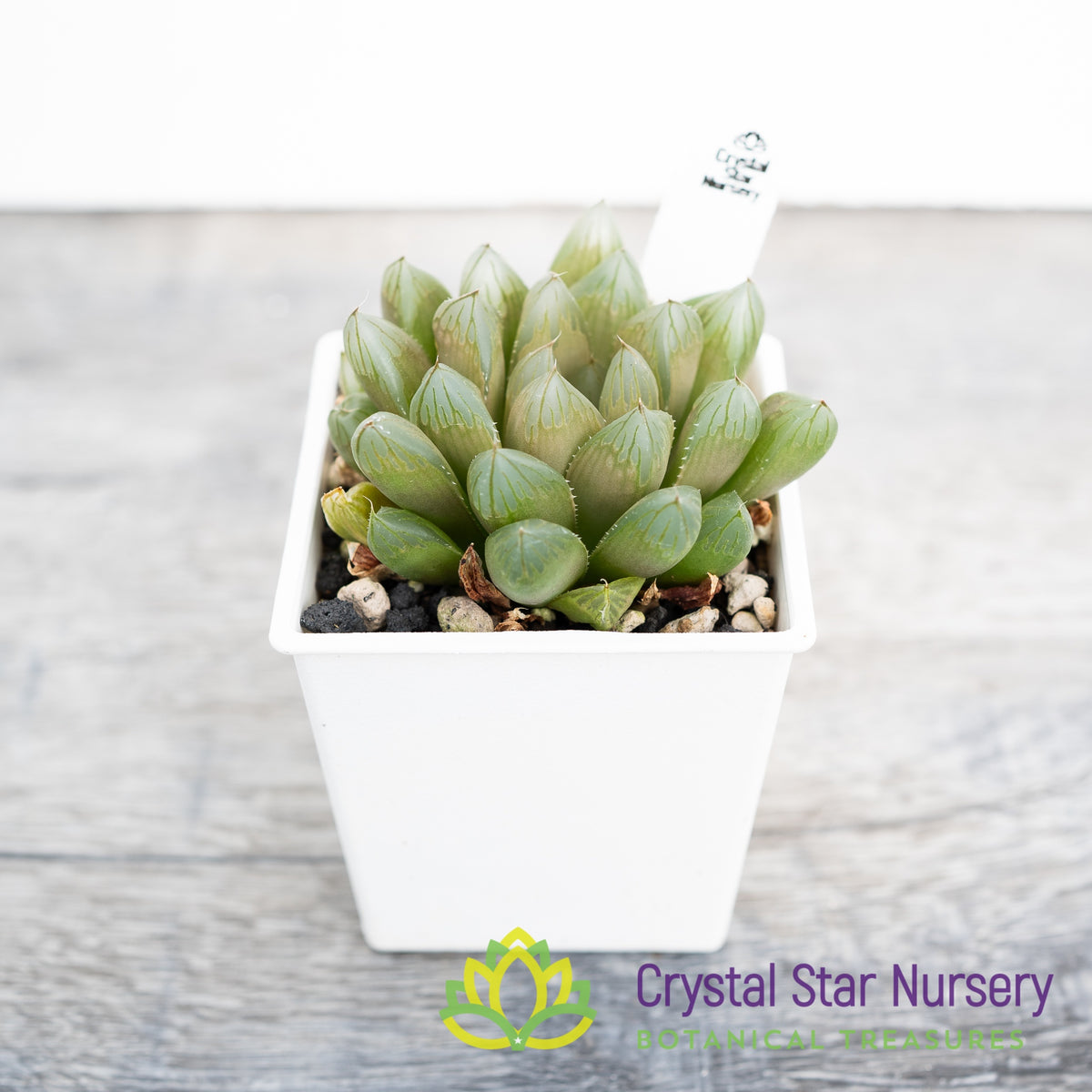 Haworthia Obtusa &#39;Ameeido&#39; (SP010)