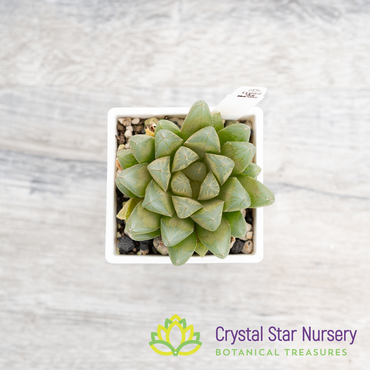 Haworthia Obtusa &#39;Ameeido&#39; (SP010)