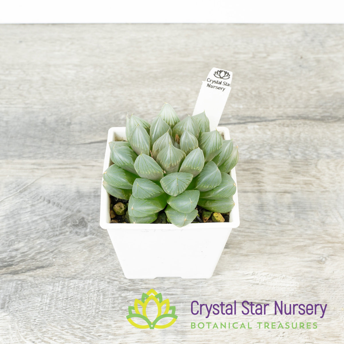 Haworthia Obtusa &#39;Ice Floe&#39; (ST009)