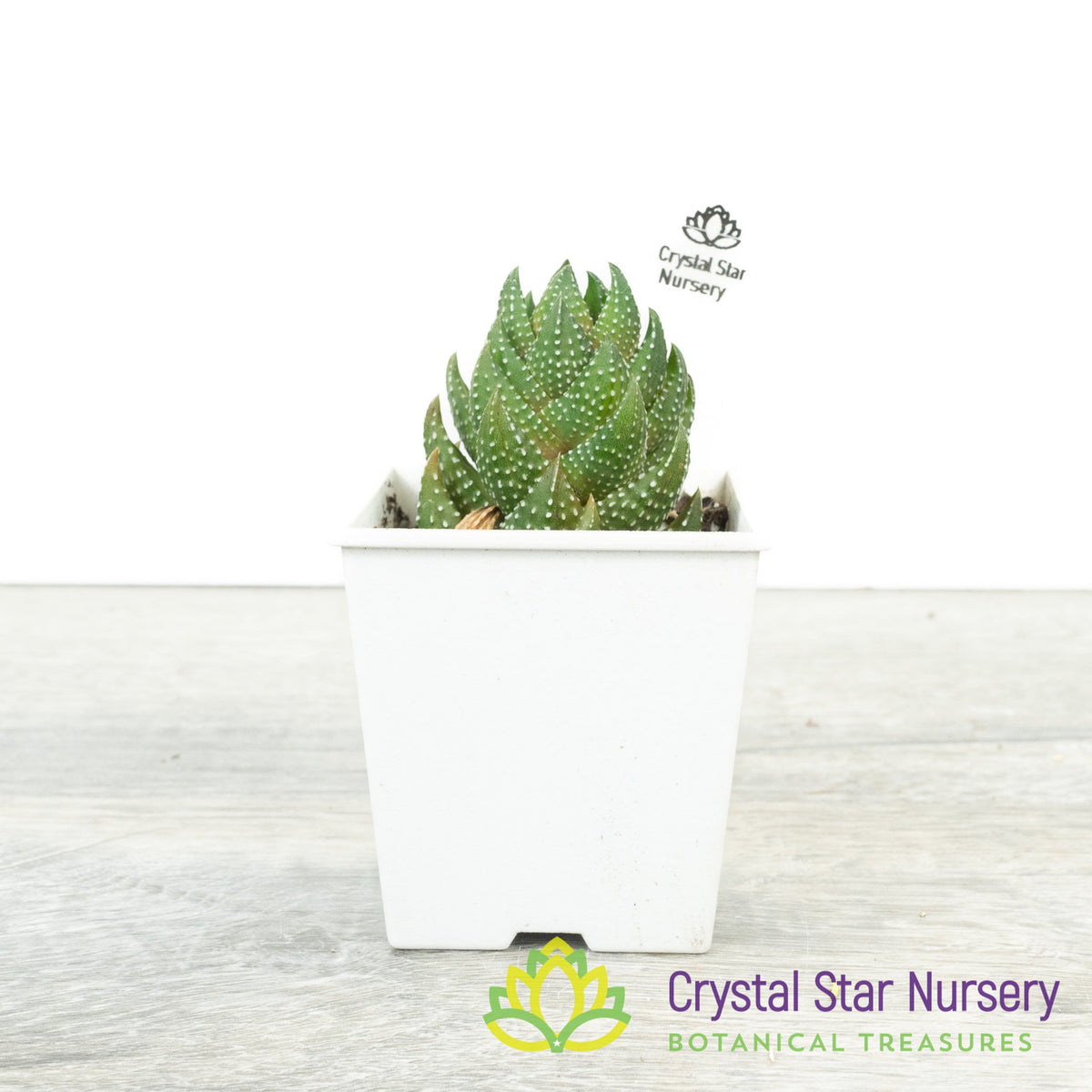 Haworthia Reinwardtii