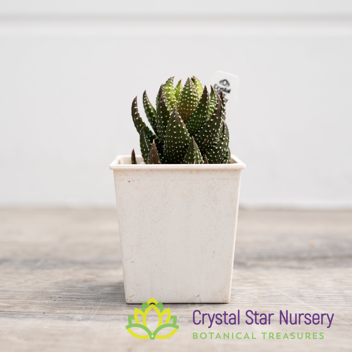 Haworthia Reinwardtii