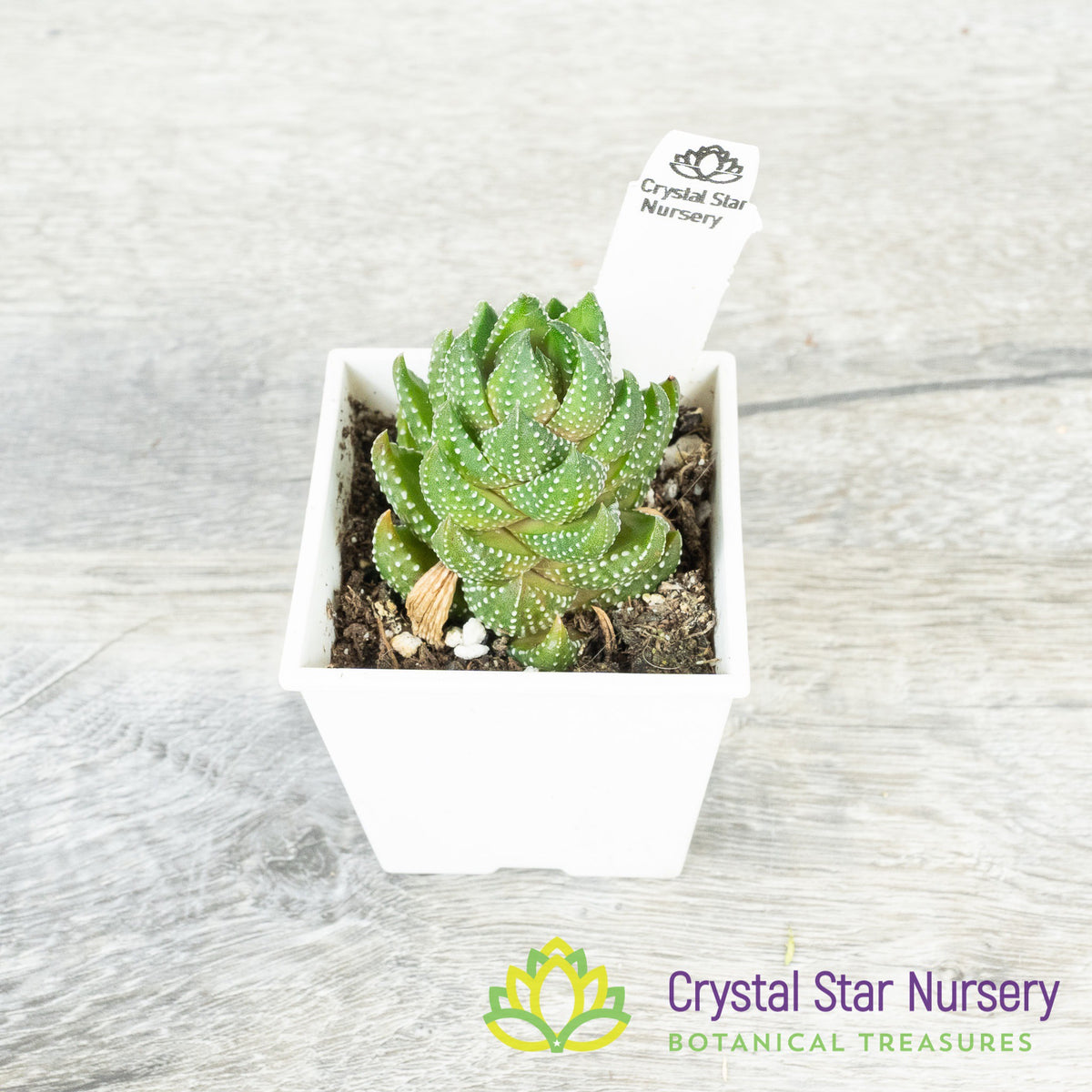 Haworthia Reinwardtii