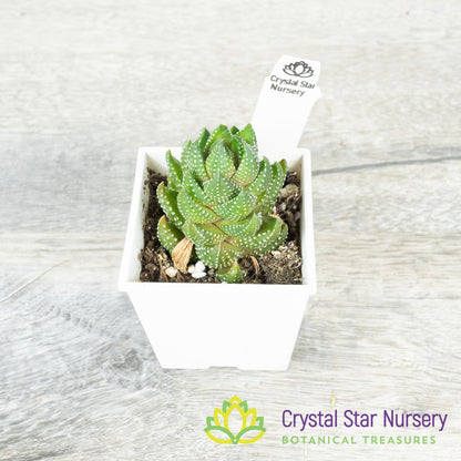 Haworthia Reinwardtii