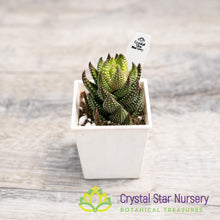Haworthia Reinwardtii