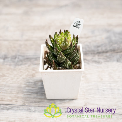 Haworthia Reinwardtii