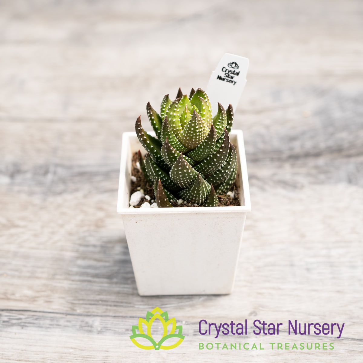 Haworthia Reinwardtii
