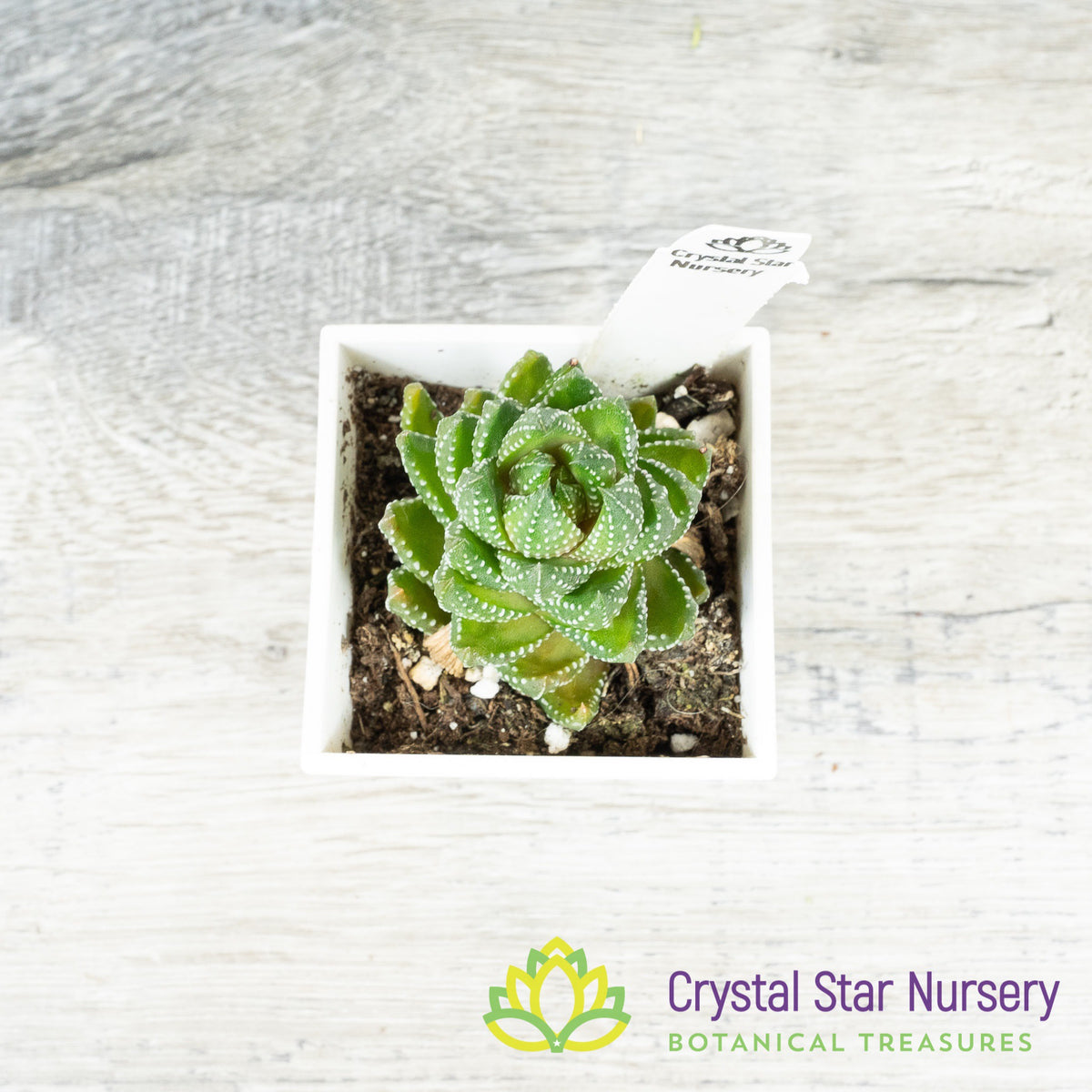 Haworthia Reinwardtii