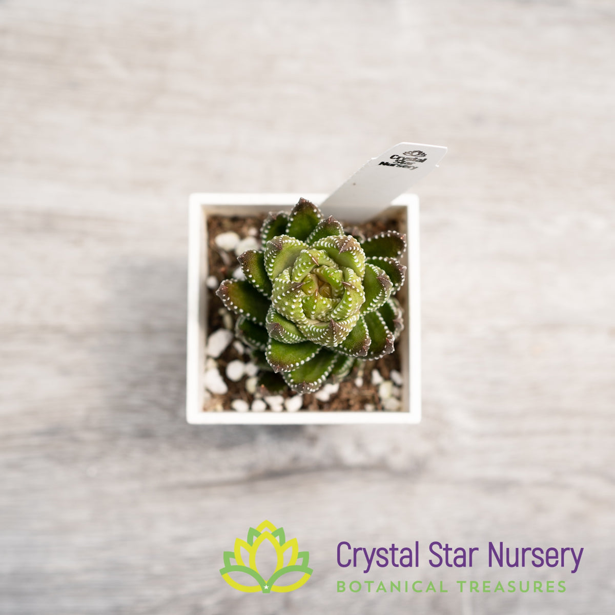 Haworthia Reinwardtii