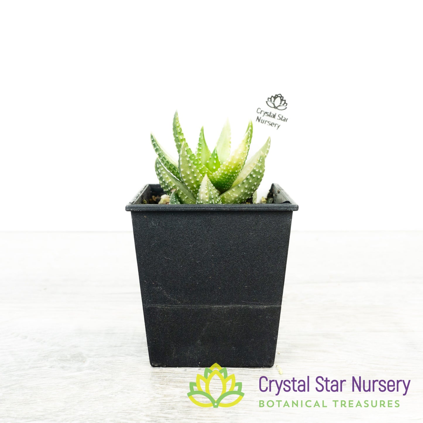 Haworthia Reinwardtii Variegated