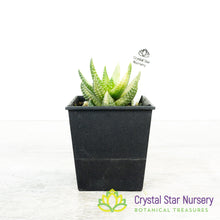 Haworthia Reinwardtii Variegated