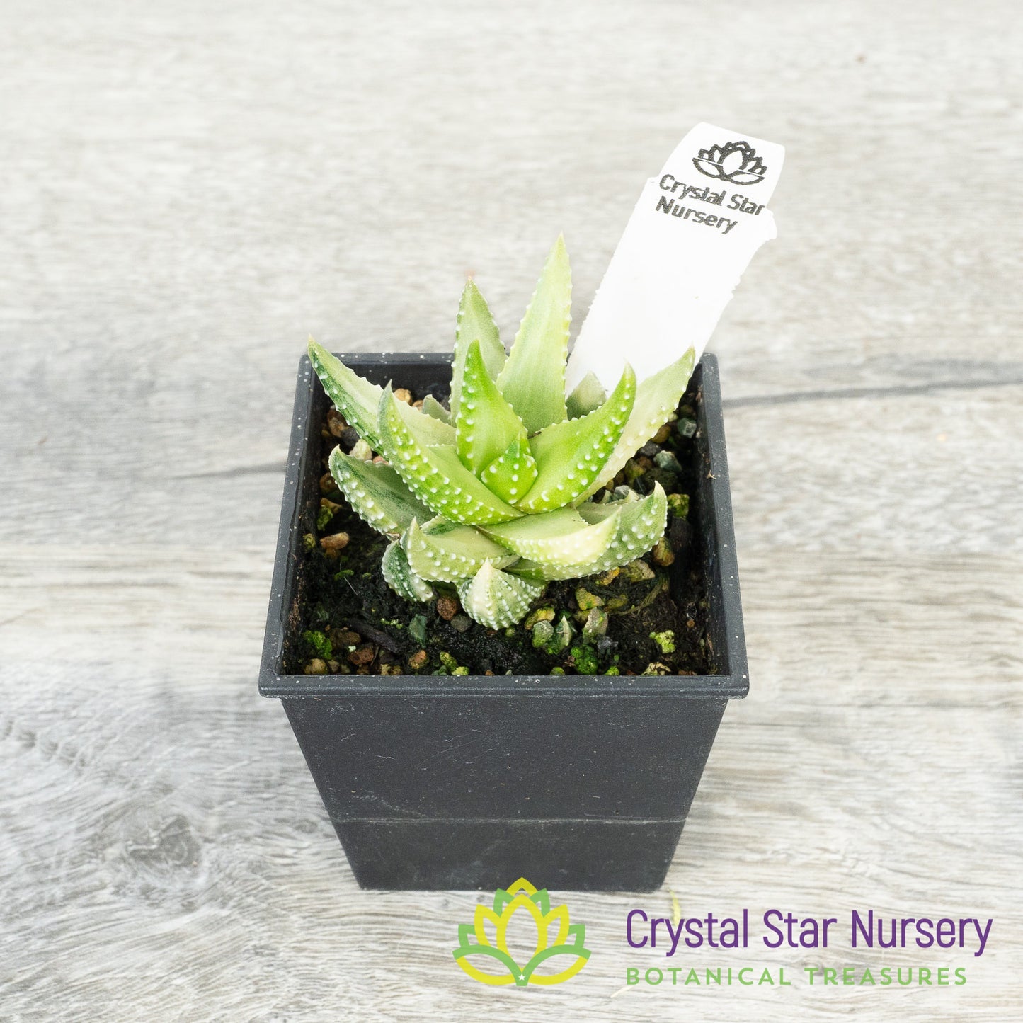 Haworthia Reinwardtii Variegated
