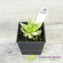 Haworthia Reinwardtii Variegated