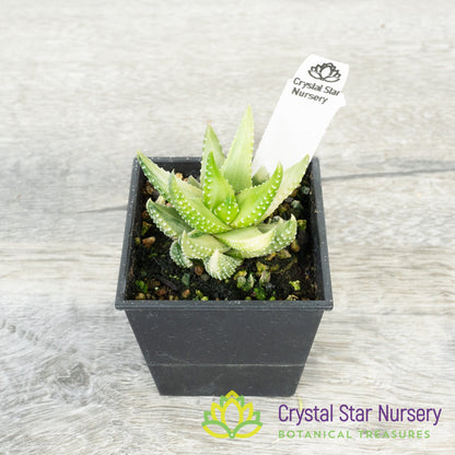 Haworthia Reinwardtii Variegated