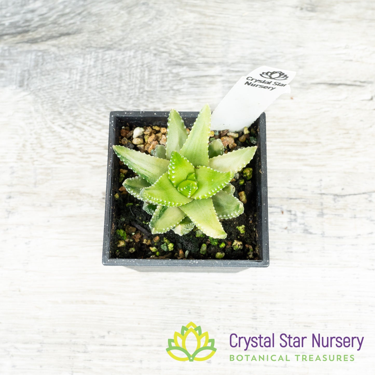 Haworthia Reinwardtii Variegated