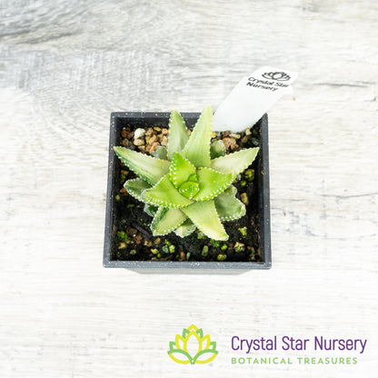 Haworthia Reinwardtii Variegated