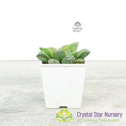 Haworthia Retusa (JJ4D)