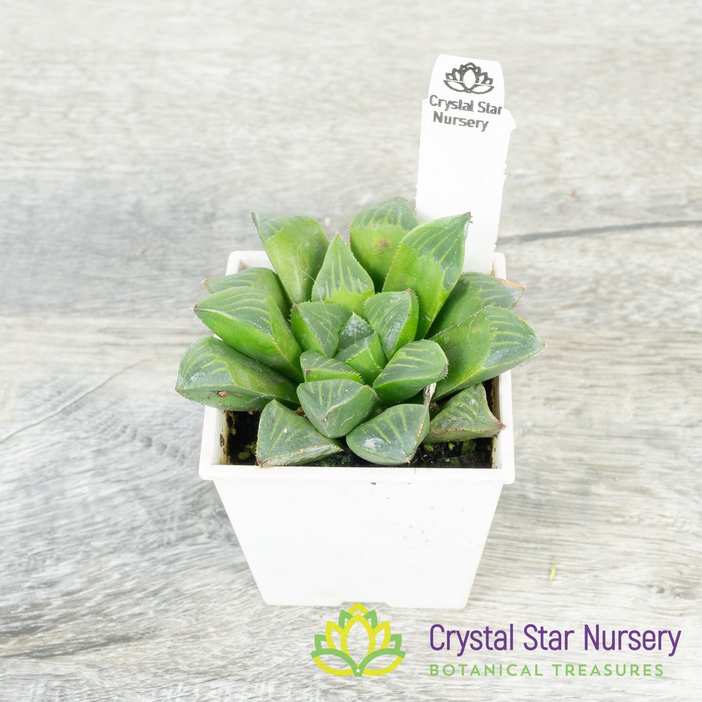 Haworthia Retusa (JJ4D)