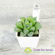 Haworthia Retusa (JJ4D)