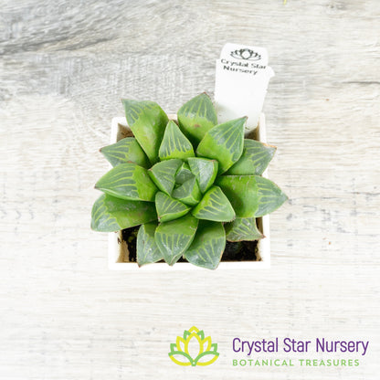 Haworthia Retusa (JJ4D)