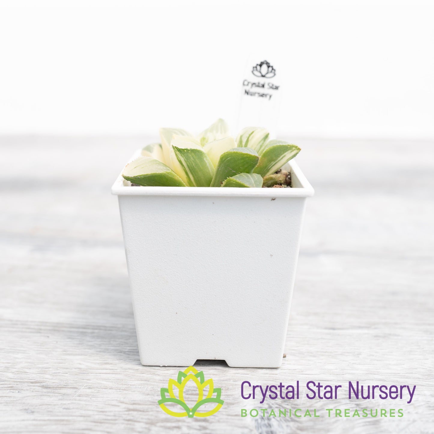 Haworthia Retusa Variegated