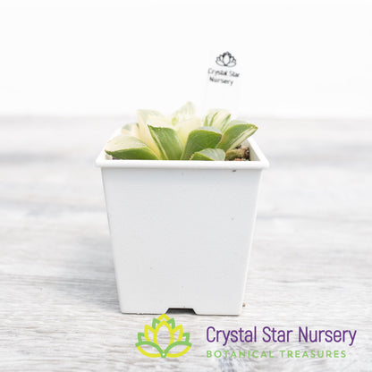Haworthia Retusa Variegated