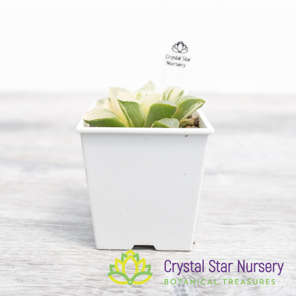 Haworthia Retusa Variegated