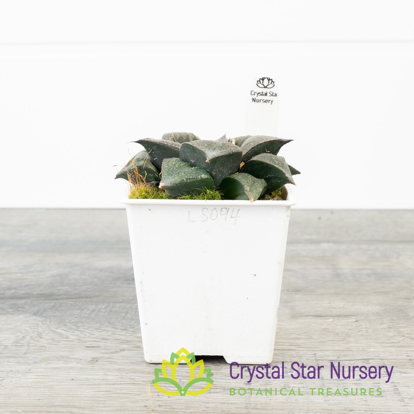 Haworthia Splendens Hybrid (LS094)