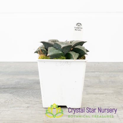 Haworthia Splendens Hybrid (LS094)