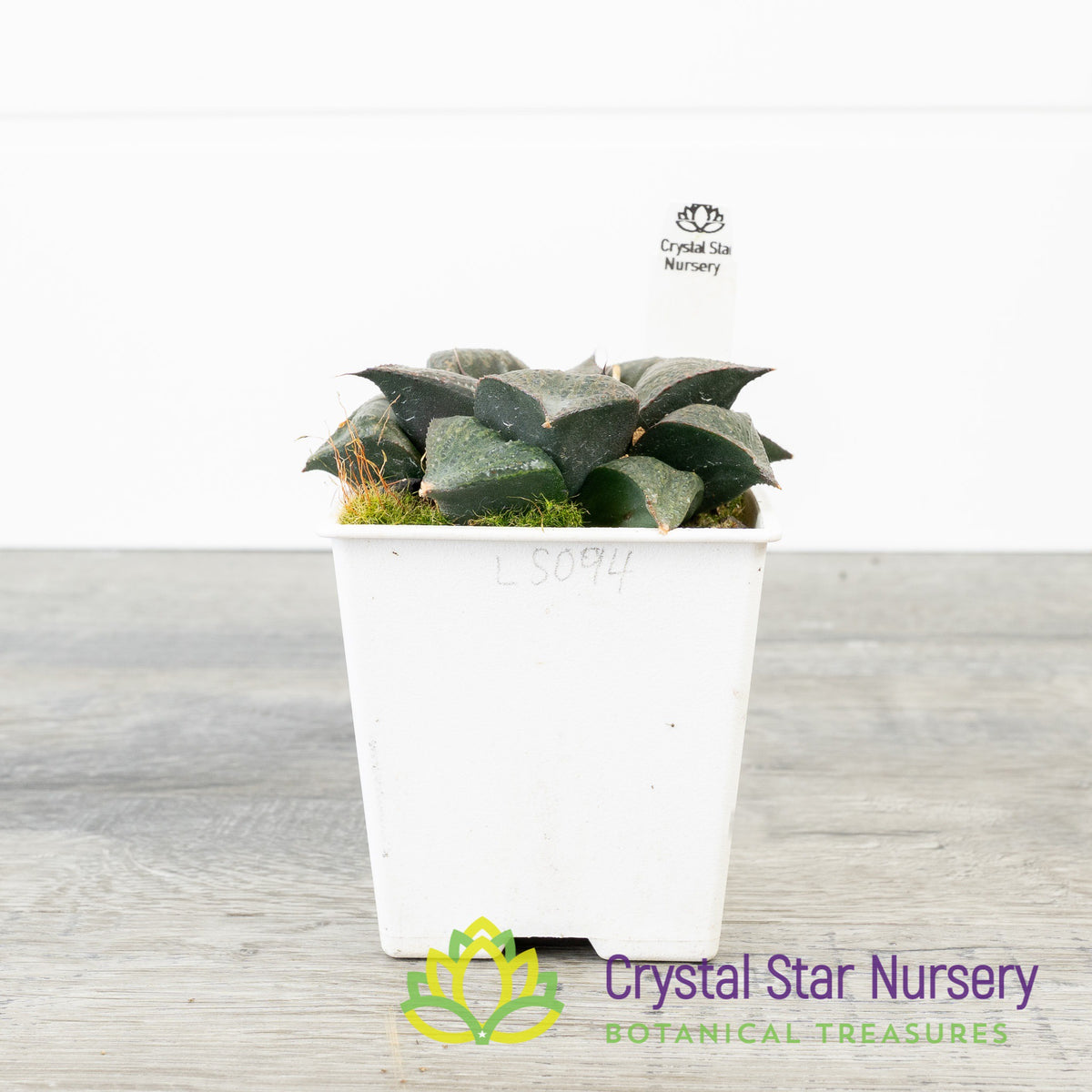 Haworthia Splendens Hybrid (LS094)