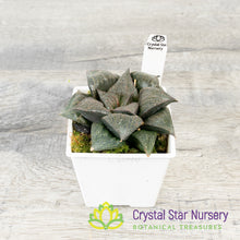 Haworthia Splendens Hybrid (LS094)
