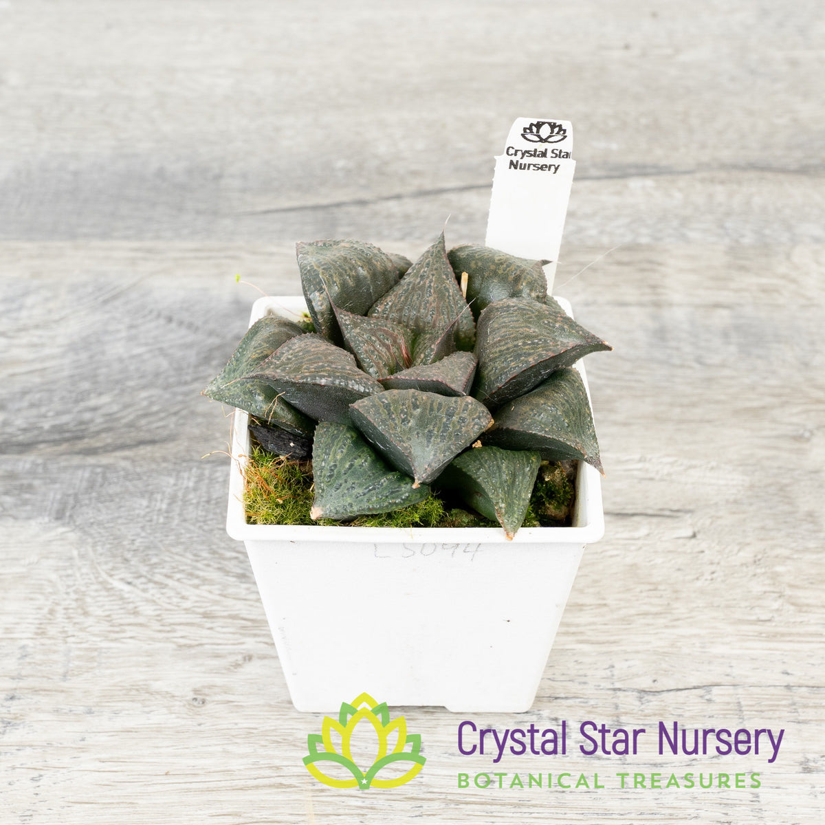 Haworthia Splendens Hybrid (LS094)