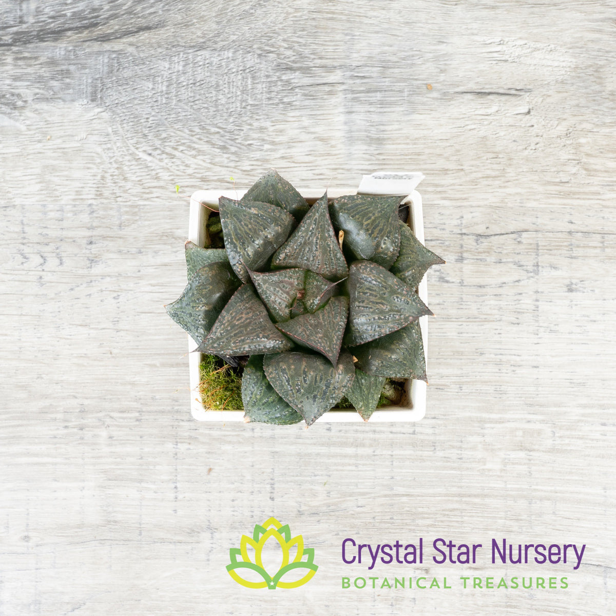 Haworthia Splendens Hybrid (LS094)