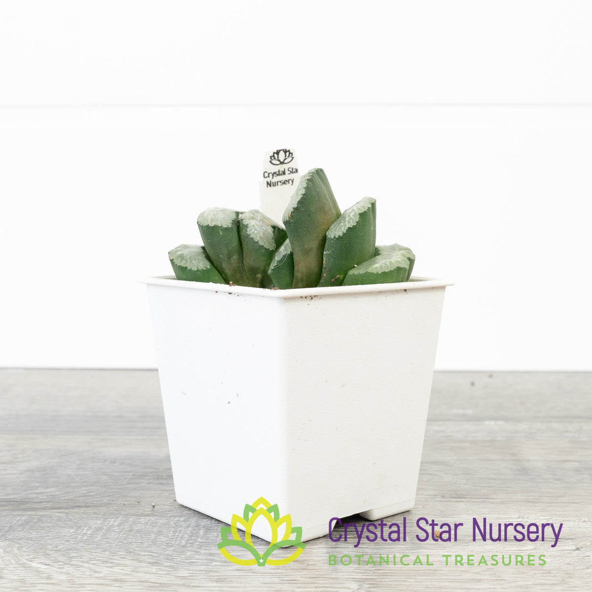 Haworthia Truncata