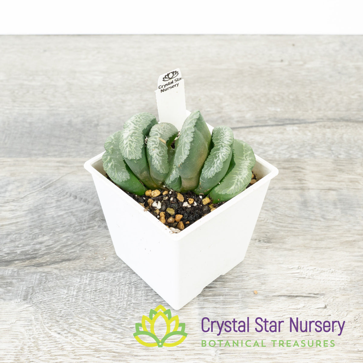 Haworthia Truncata