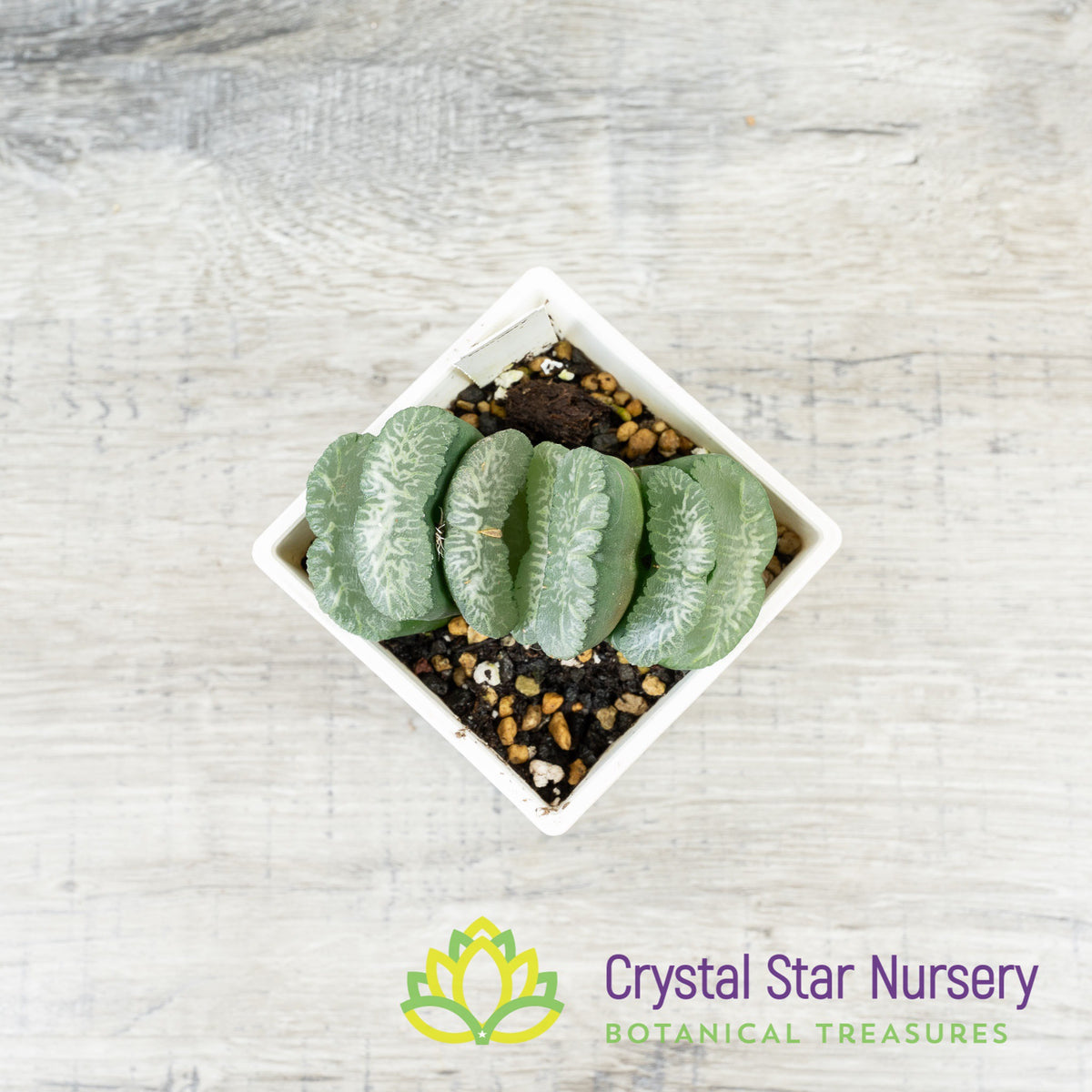Haworthia Truncata