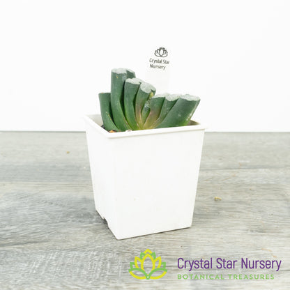 Haworthia Truncata (GZ018)