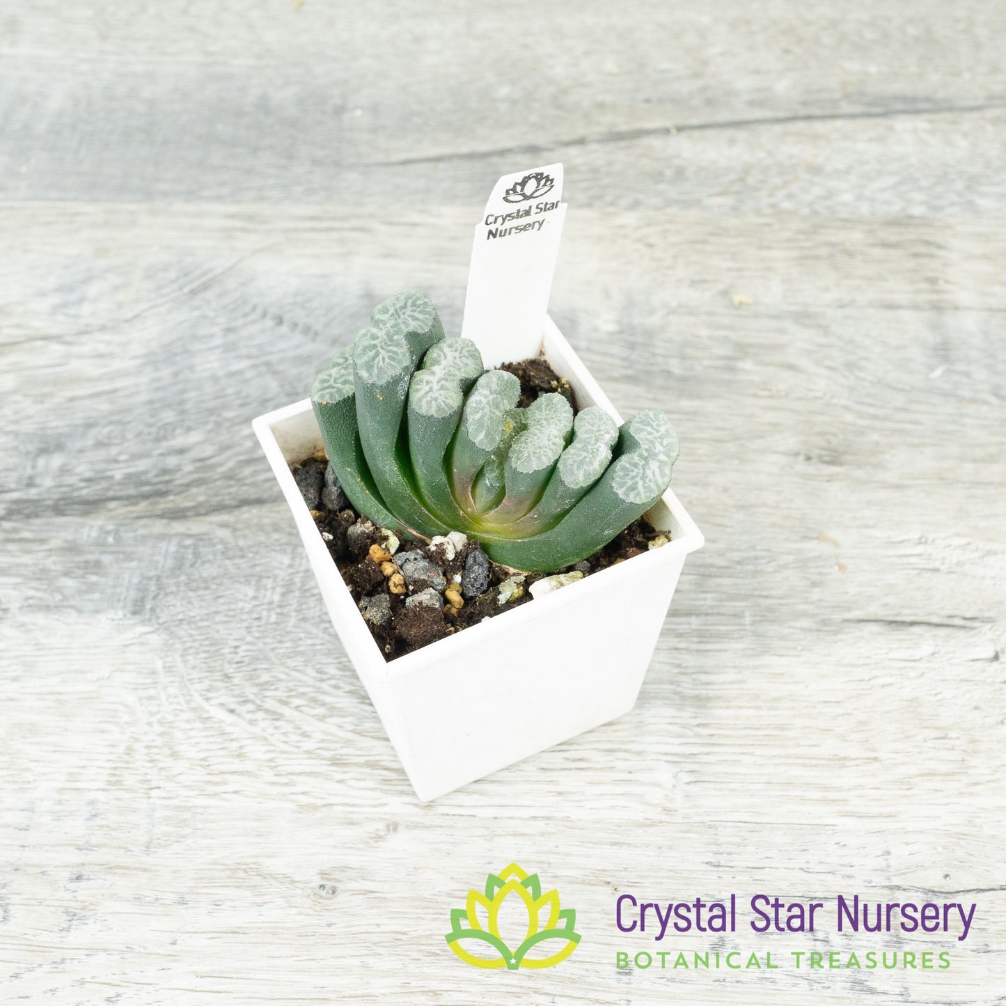 Haworthia Truncata (GZ018)