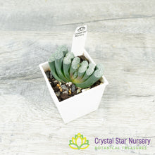 Haworthia Truncata (GZ018)