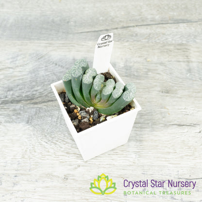Haworthia Truncata (GZ018)