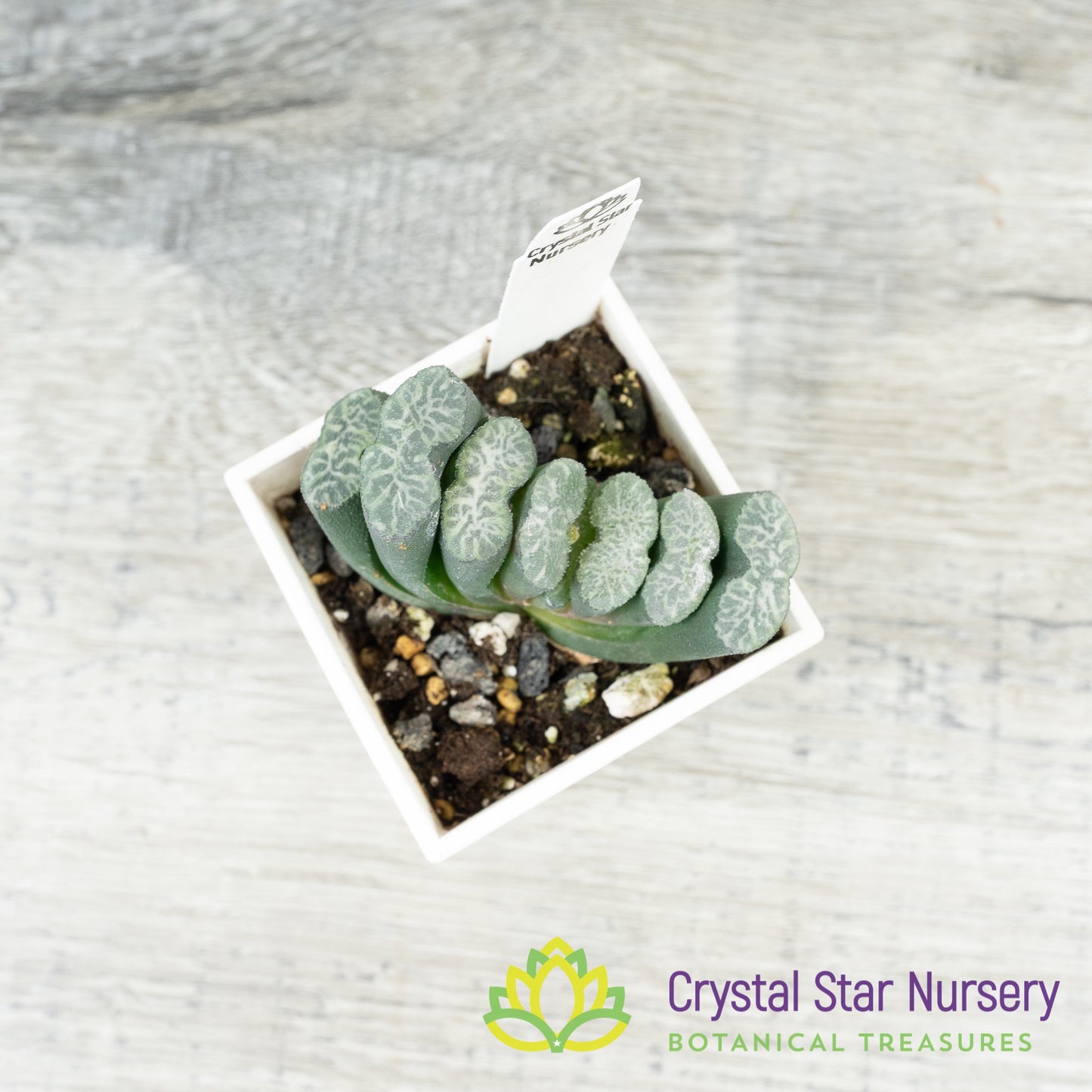 Haworthia Truncata (GZ018)