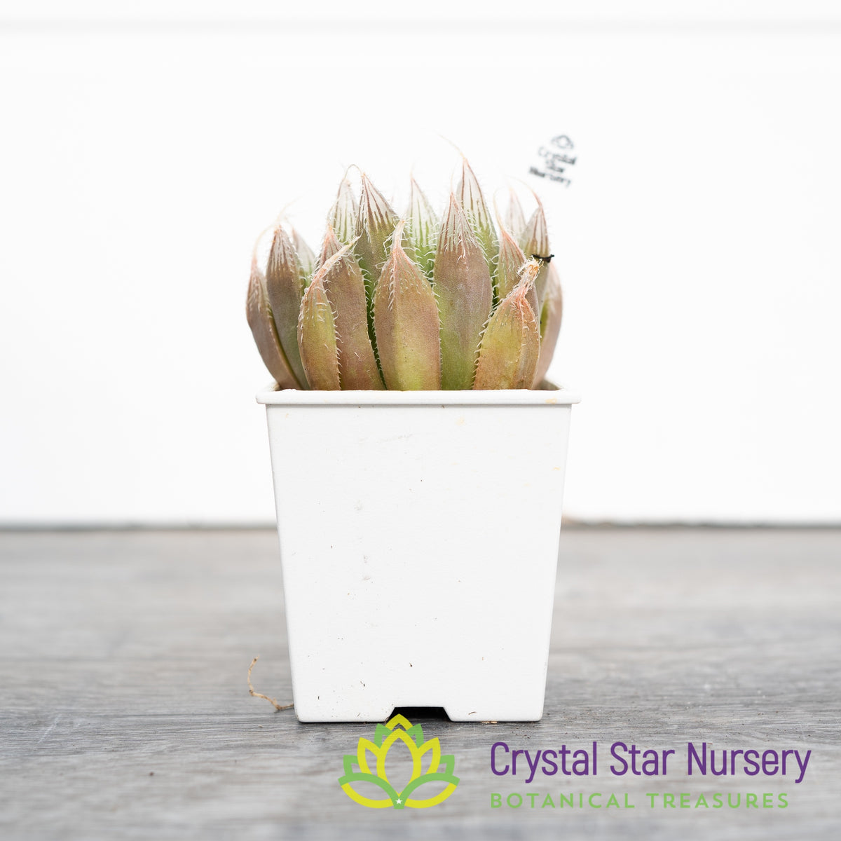Haworthia Venusta ‘Black Bear’ (LS192)