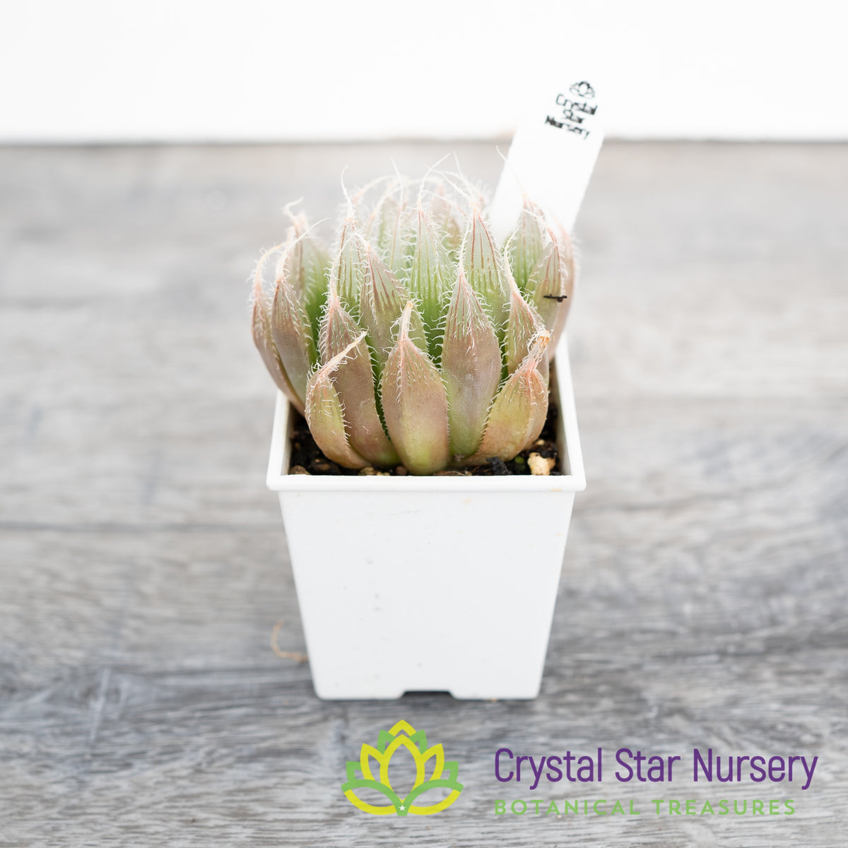 Haworthia Venusta ‘Black Bear’ (LS192)