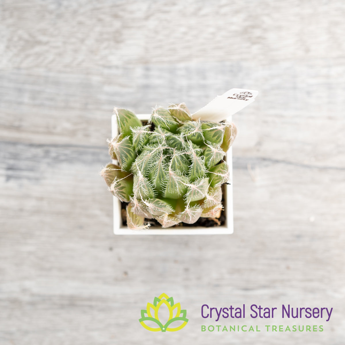 Haworthia Venusta ‘Black Bear’ (LS192)