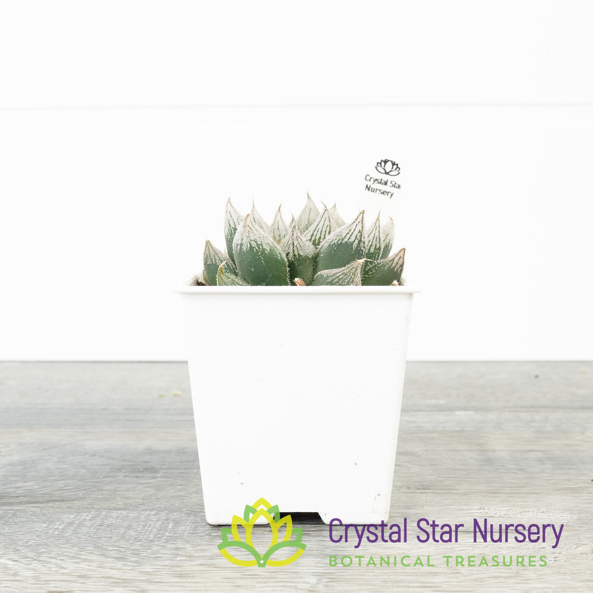 Haworthia Venusta (LS226)