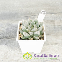 Haworthia Venusta (LS226)