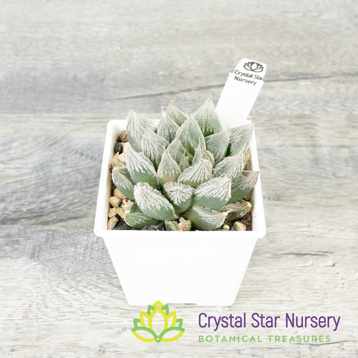Haworthia Venusta (LS226)